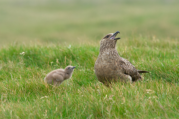 Great Skua with Chick, (Stercorarius skua), Iceland