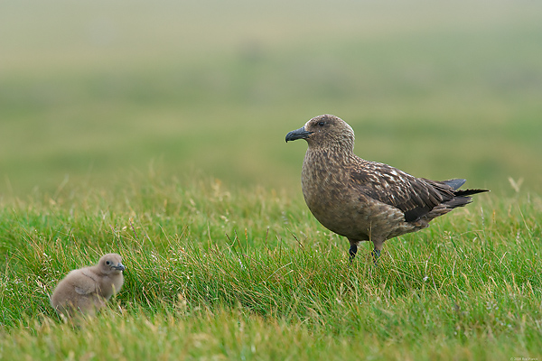 Great Skua with Chick, (Stercorarius skua), Iceland