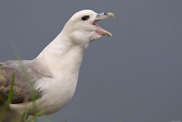 Northern Fulmar, (Fulmarus glacialis), Iceland