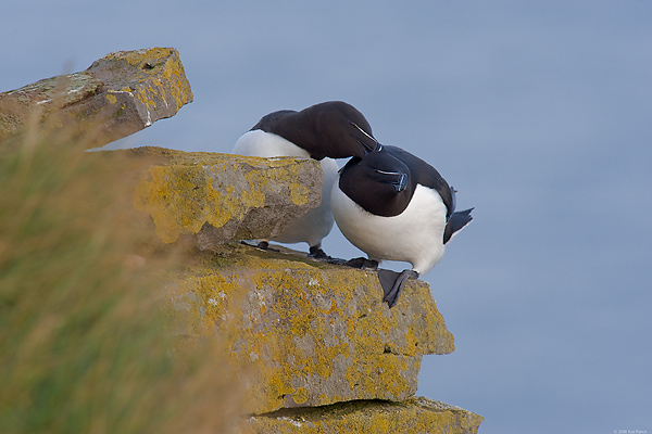 Razorbills, (Alca torda), Latrabjarg, Iceland