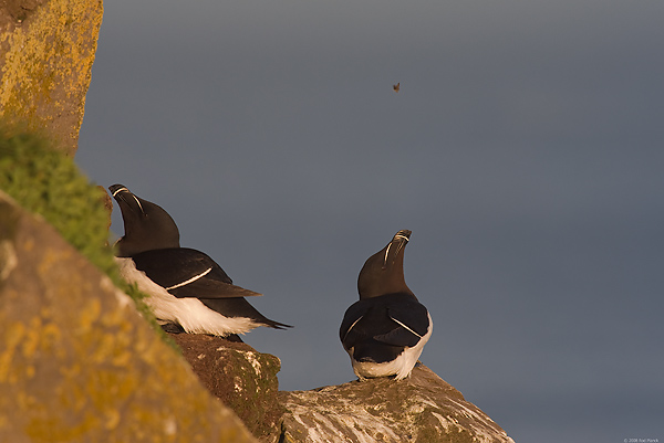 Razorbills, (Alca torda), Latrabjarg, Iceland