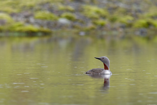 Red-throated Loon, (Gavia stellata), Iceland