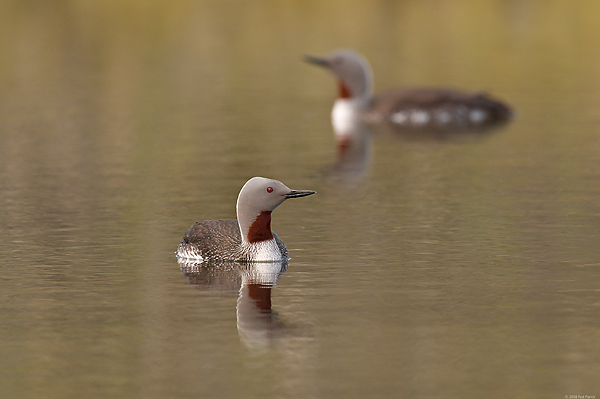 Red-throated Loons, (Gavia stellata), Iceland