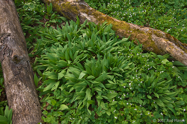 Deciduous Forest Floor, Spring, Pictured Rocks National Lakeshore, Michigan