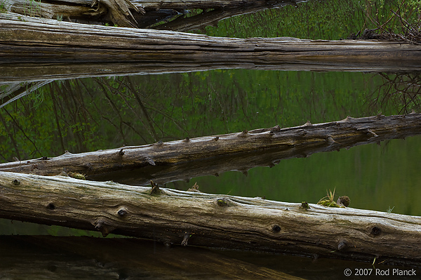 Fallen Trees in Pond, Spring, Pictured Rocks National Lakeshore, Michigan