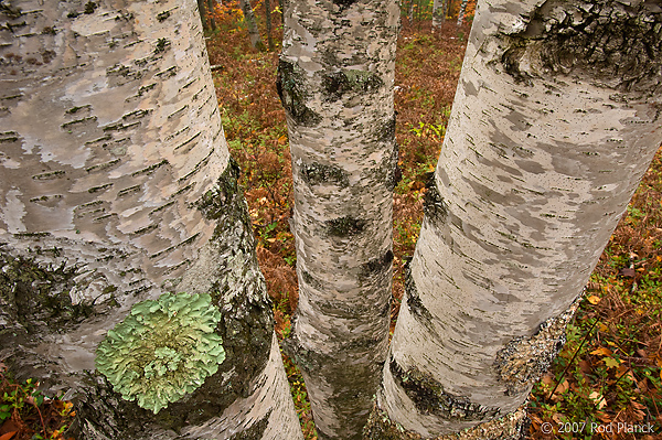 Birch Trees; Autumn; Alger County; Michigan; Forest