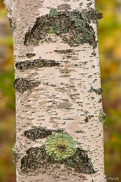 Birch Trees; Autumn; Alger County; Michigan; Forest