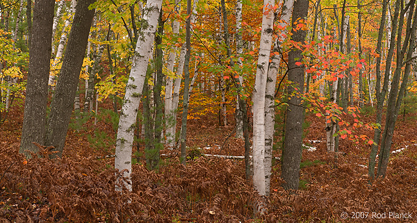Birch Trees; Autumn; Forest; Alger County; Michigan; Panoramic