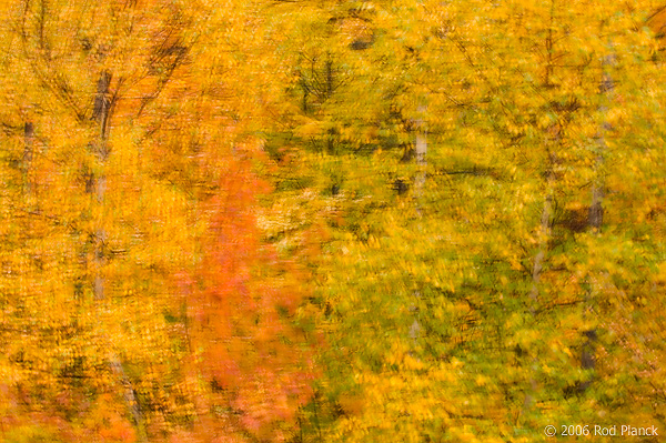 Autumn Forest, Northern Michigan, Multiple Exposure