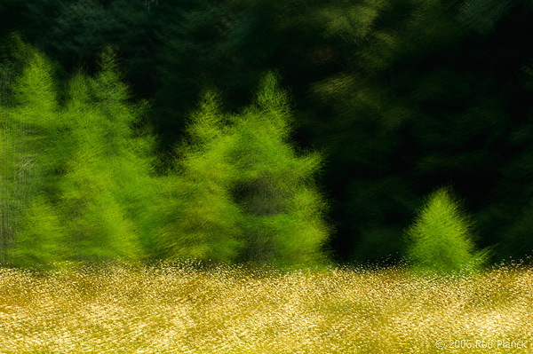 Black Spruce and Tamarack Bog, Summer, Multiple Exposure