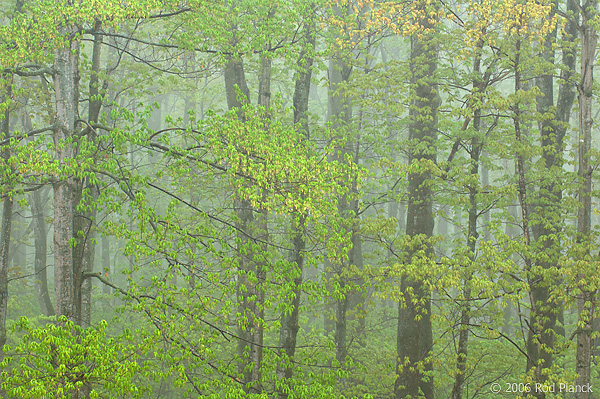 Deciduous Hardwood Forest During Rain, Spring, Pictured Rocks National Lakeshore, Michigan