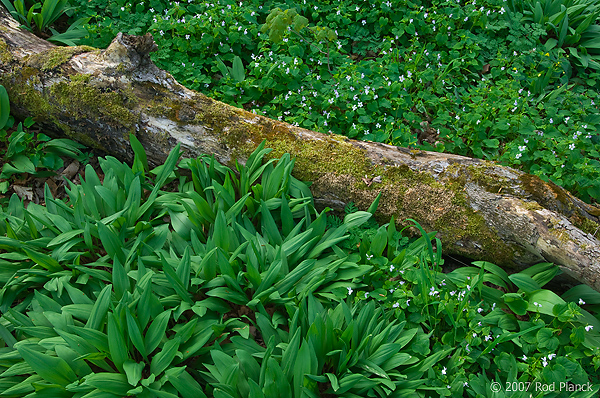 Deciduous Forest Floor, Spring, Pictured Rocks National Lakeshore, Michigan