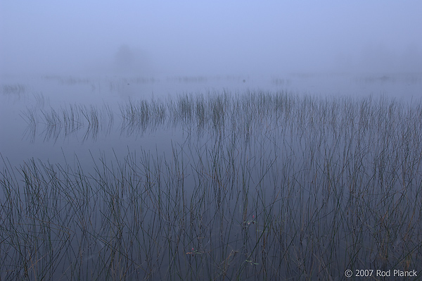 Foggy Morning, Summer, Michigan