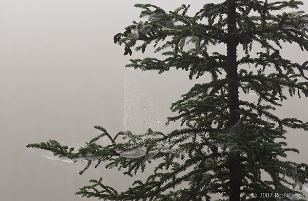 Foggy Morning, Forest, Summer, Michigan