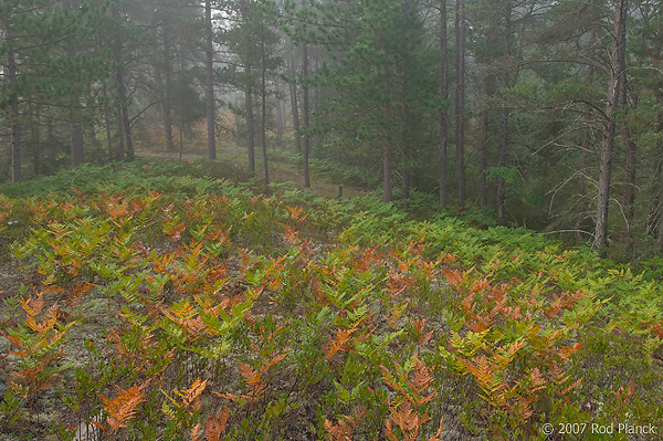 Foggy Morning, Forest, Summer, Michigan