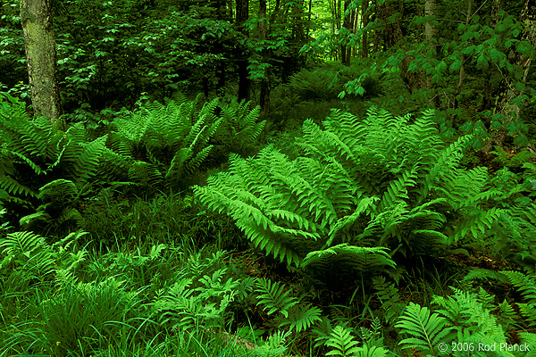 Interrupted Fern, Summer