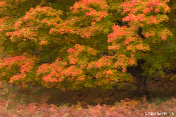 Multple Exposure, Maple Tree, Autumn, Northern Michigan