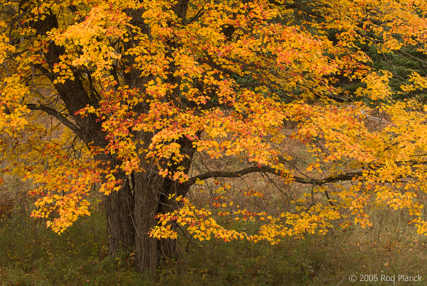 Maple Tree, Autumn, Northern Michigan