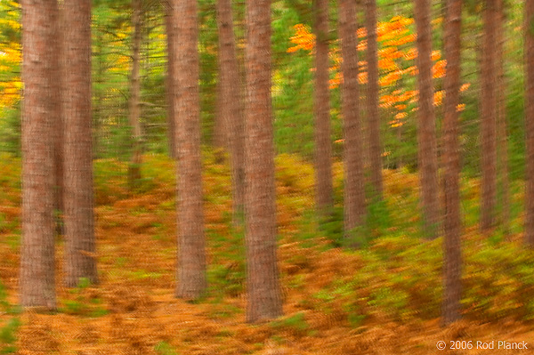 Old Growth, Multiple Exposure, Red Pine Forest SNWR, Autumn