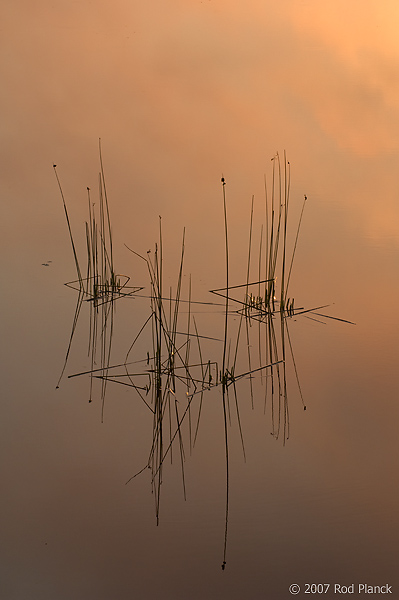 Reeds in Water, Summer, Northern Michigan