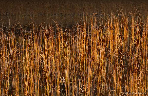 Reeds in Lake, Nelson Lake, Autumn, Michigan