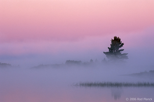 Silhouetted Trees at Dawn, Northern Michigan, Autumn