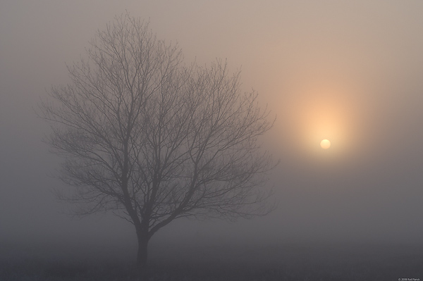 Cherry Tree Silhouette in Fog, Spring, Upper Peninsula, Michigan