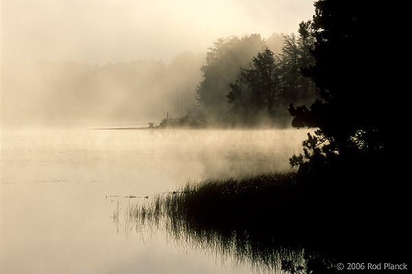 Tree Silhouettes in Fog at Dawn, Northern Michigan, Autumn