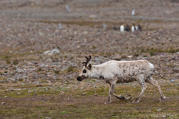 Reindeer, (Rangifer tarandus), Fortuna Bay, South Georgia Island