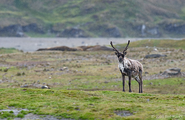 Reindeer, (Rangifer tarandus), Fortuna Bay, South Georgia Island