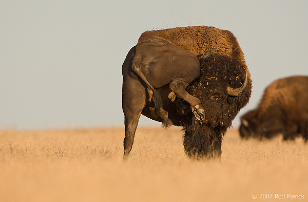 American Bison, (Bison bison), Badlands National Park, South Dakota