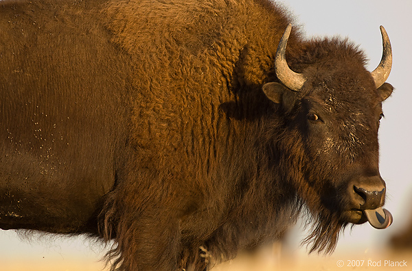 American Bison, (Bison bison), Badlands National Park, South Dakota