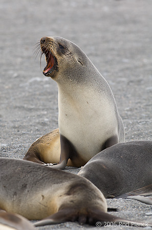 Antarctic Fur Seal