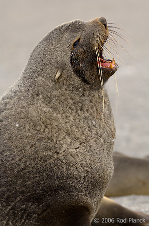 Antarctic Fur Seal, Adult Male