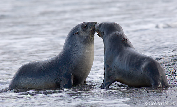 Antarctic Fur Seal, Sub-adults Sparring