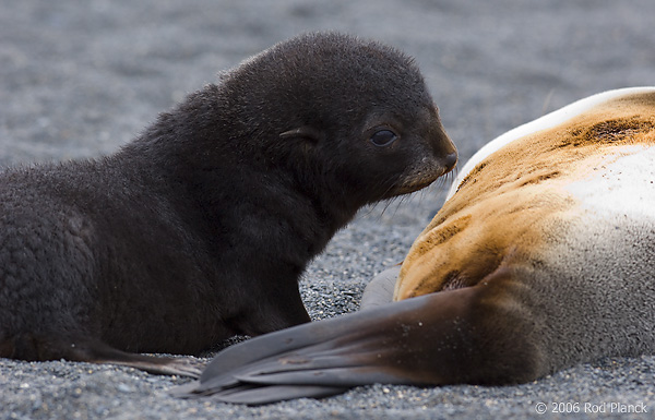 Antarctic Fur Seal, Female with Pup