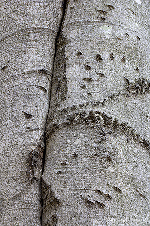 Black Bear Claw Marks on Beech Tree