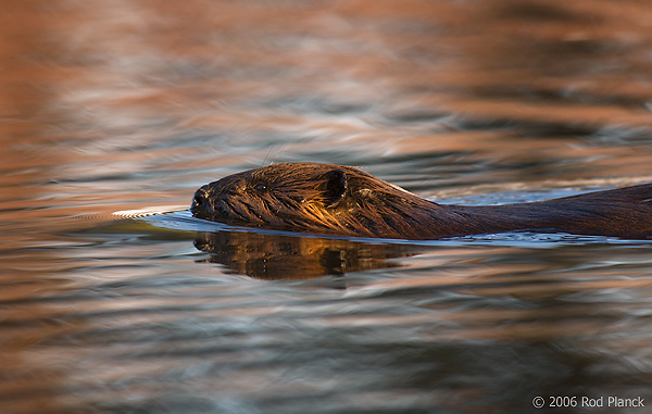 Beaver, (Castor canadensis), Spring, Northern Michigan