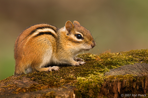 Eastern Chipmunk, (Tamias striatus), Spring, Michigan