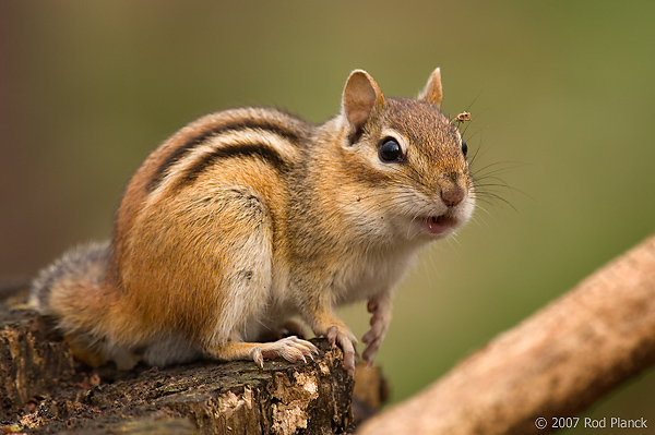 Eastern Chipmunk, (Tamias striatus), Spring, Michigan