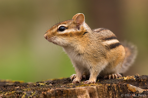 Eastern Chipmunk, (Tamias striatus), Spring, Michigan