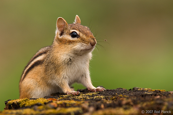 Eastern Chipmunk, (Tamias striatus), Spring, Michigan