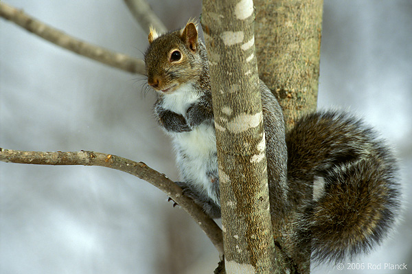Eastern Gray Squirrel, Winter