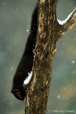 Eastern Gray Squirrel, Black Morph, Winter