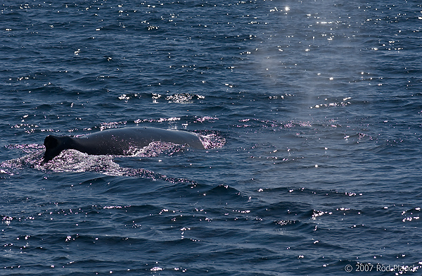 Humpback Whale, (Megaptera novaeangliae) Cruising Along Antarctic Peninsula