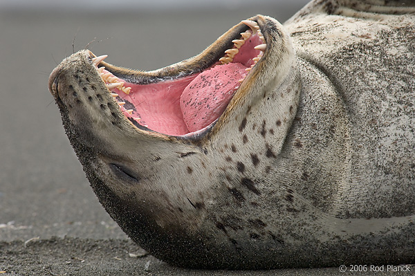 Leopard Seal, Showing Teeth