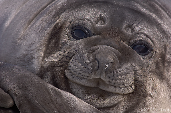 Southern Elephant Seal, Weaner, (Mirounga leonina),Godthul; South Georgia Island