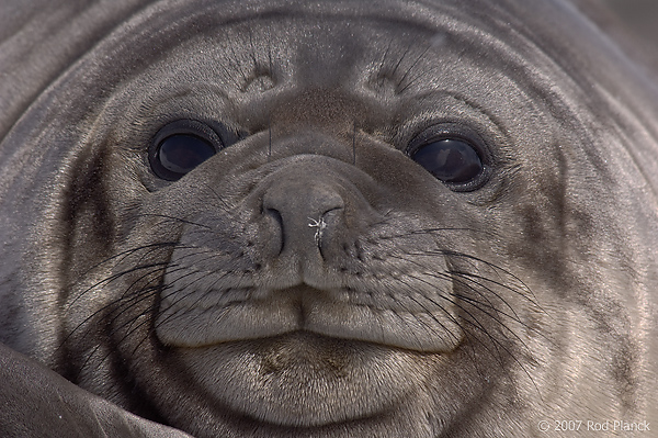 Southern Elephant Seal, Weaner, (Mirounga leonina),Godthul; South Georgia Island