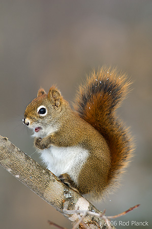 Red Squirrel, Winter