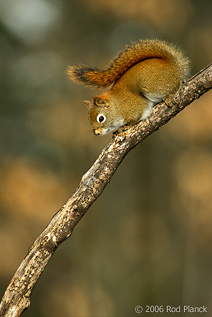 Red Squirrel, Winter